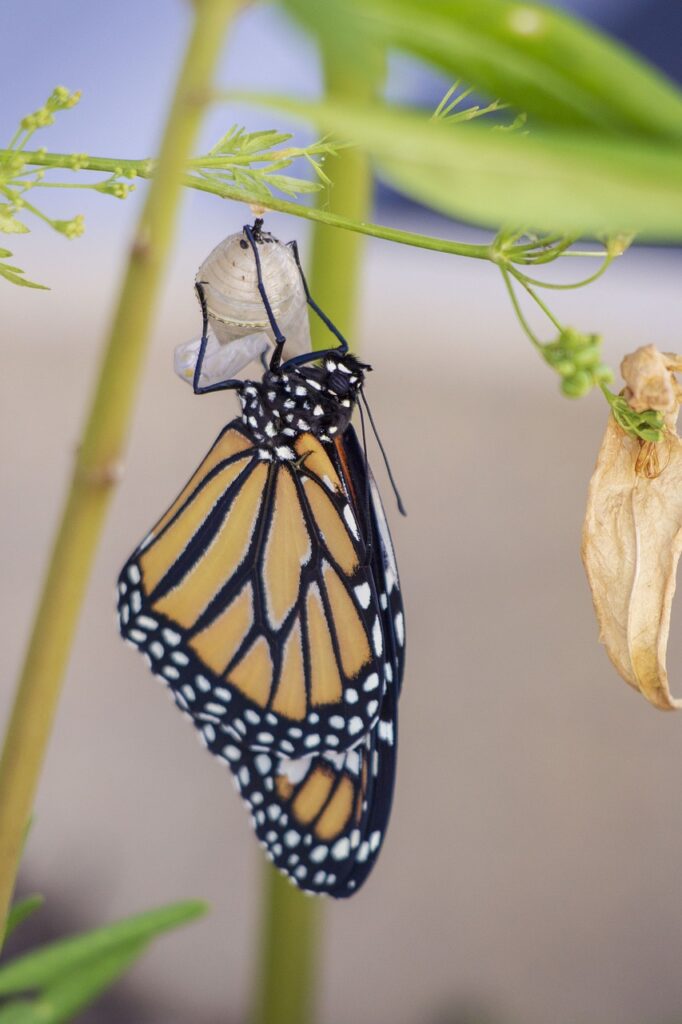 butterfly, cocoon, metamorphosis-4043540.jpg
