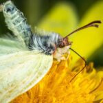 caterpillar changes to butterfly on yellow petaled flower